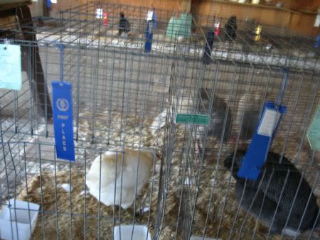 County Fair Pics (Not for the Dial up gang) - Homesteading Questions