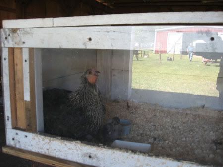 County Fair Pics (Not for the Dial up gang) - Homesteading Questions