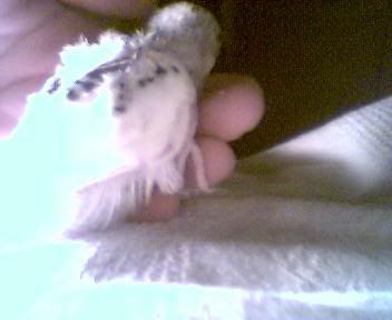 Picture010.jpg
