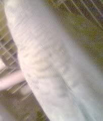 Picture158.jpg