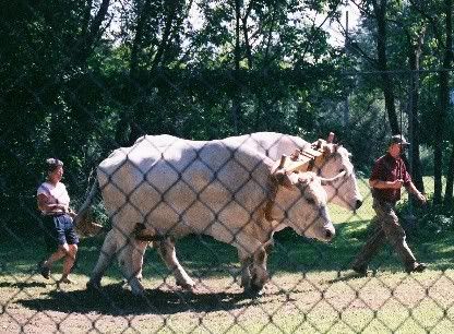 Aug. aggie fair ox pull - pic heavy - Cattle