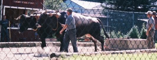 Aug. aggie fair ox pull - pic heavy - Cattle