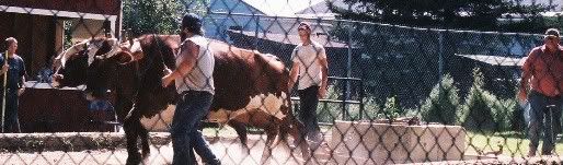 Aug. aggie fair ox pull - pic heavy - Cattle