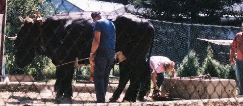 Aug. aggie fair ox pull - pic heavy - Cattle