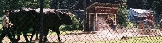 Aug. aggie fair ox pull - pic heavy - Cattle
