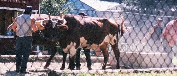 Aug. aggie fair ox pull - pic heavy - Cattle