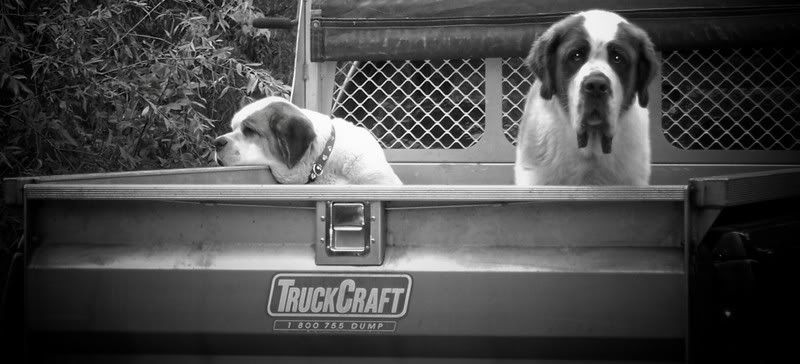 http://img.photobucket.com/albums/v215/stealtth/dogslovetrucks.jpg