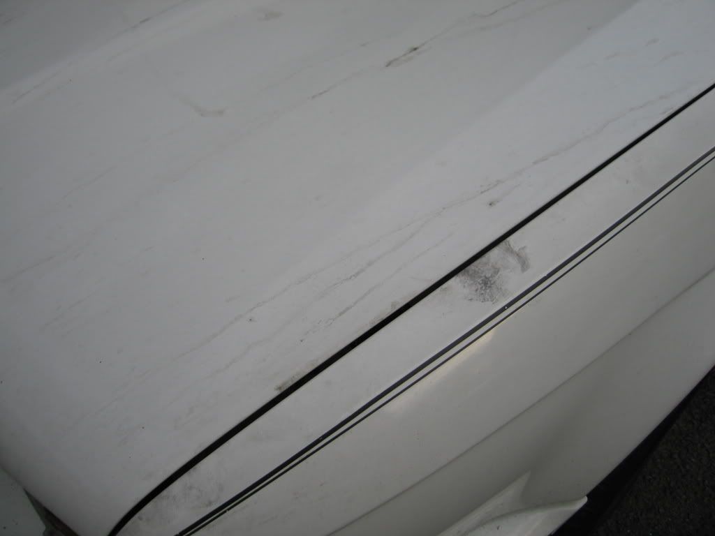 Scholl002.jpg