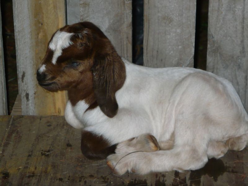 New baby-get ready for an overdose of cuteness!! - Goats