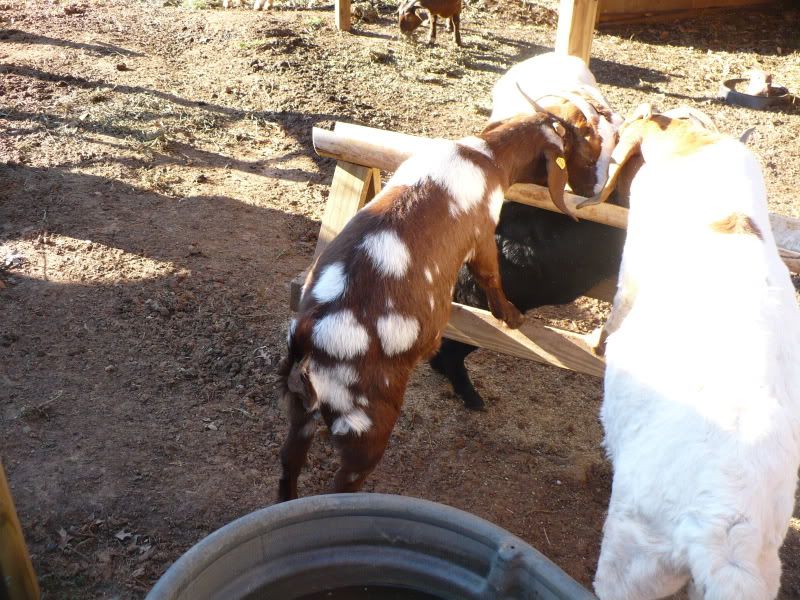 Thoughts on spotted doe. - Goats