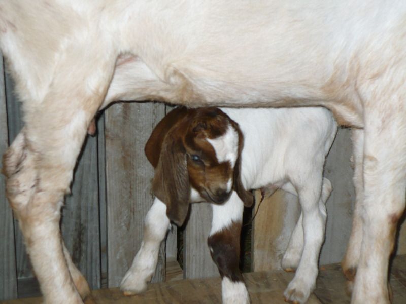 New baby-get ready for an overdose of cuteness!! - Goats
