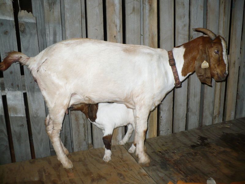 New baby-get ready for an overdose of cuteness!! - Goats