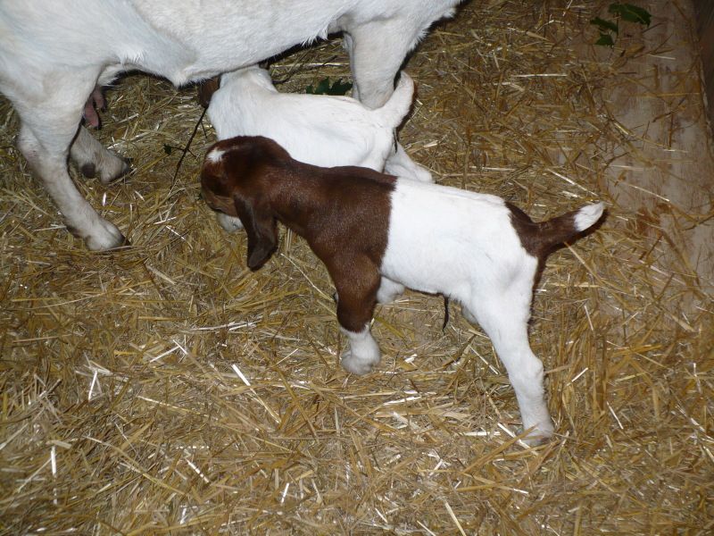 New baby-get ready for an overdose of cuteness!! - Goats