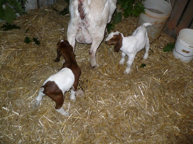 New baby-get ready for an overdose of cuteness!! - Goats