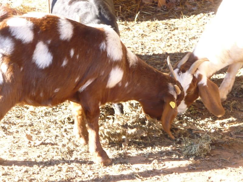 Thoughts on spotted doe. - Goats