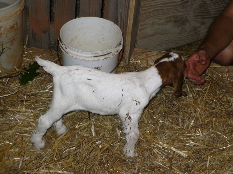 New baby-get ready for an overdose of cuteness!! - Goats