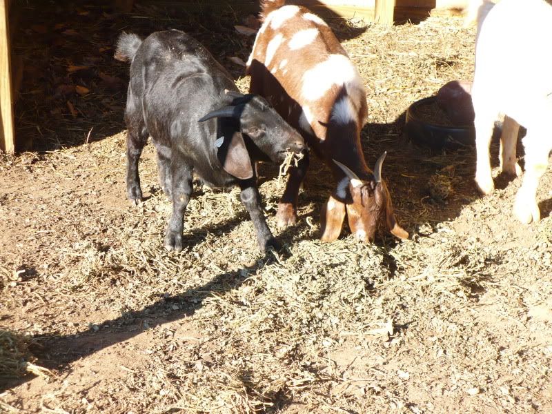 Thoughts on spotted doe. - Goats