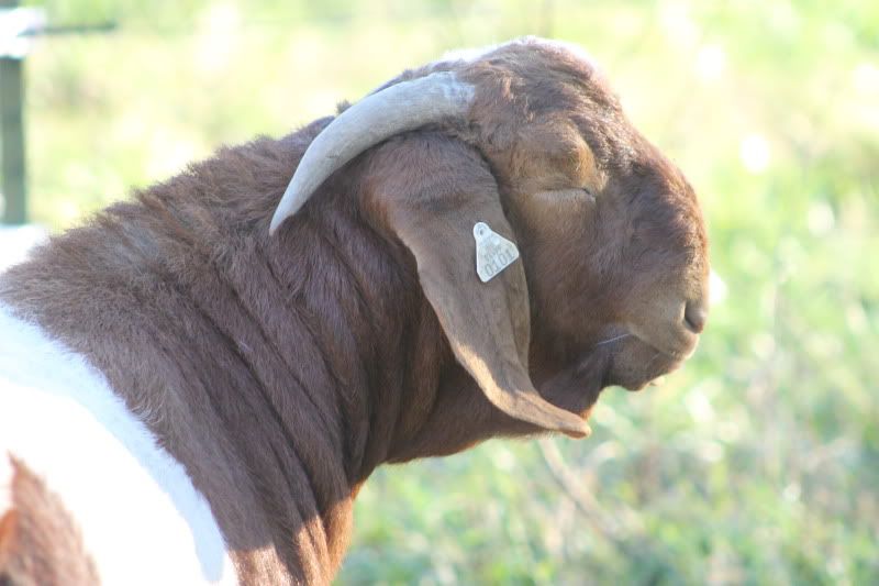 How old is too old for a future Boer buck herd sire??? - Goats