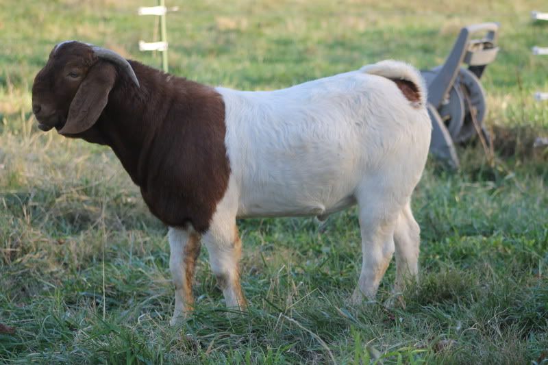 How old is too old for a future Boer buck herd sire??? - Goats