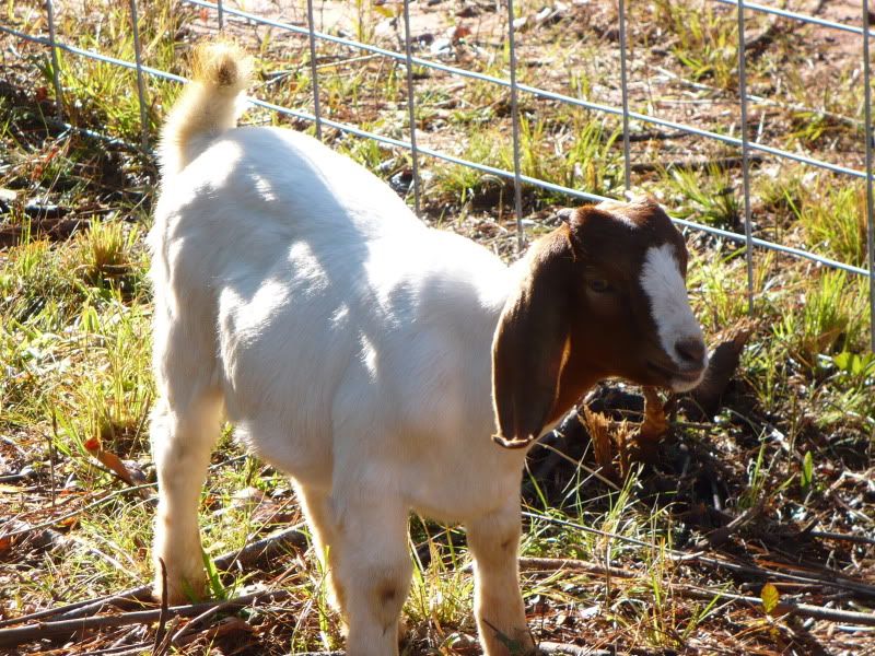 Some pics of the Birthday Goats. - Goats