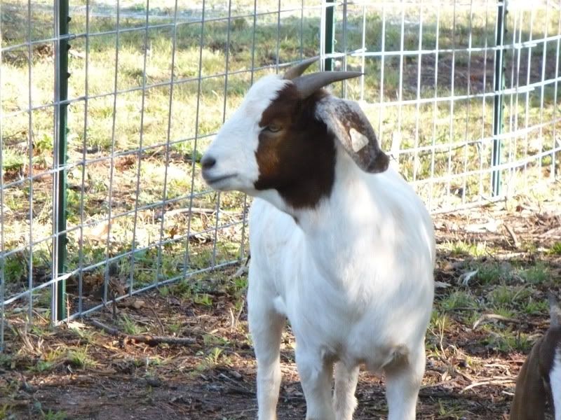 Some pics of the Birthday Goats. - Goats