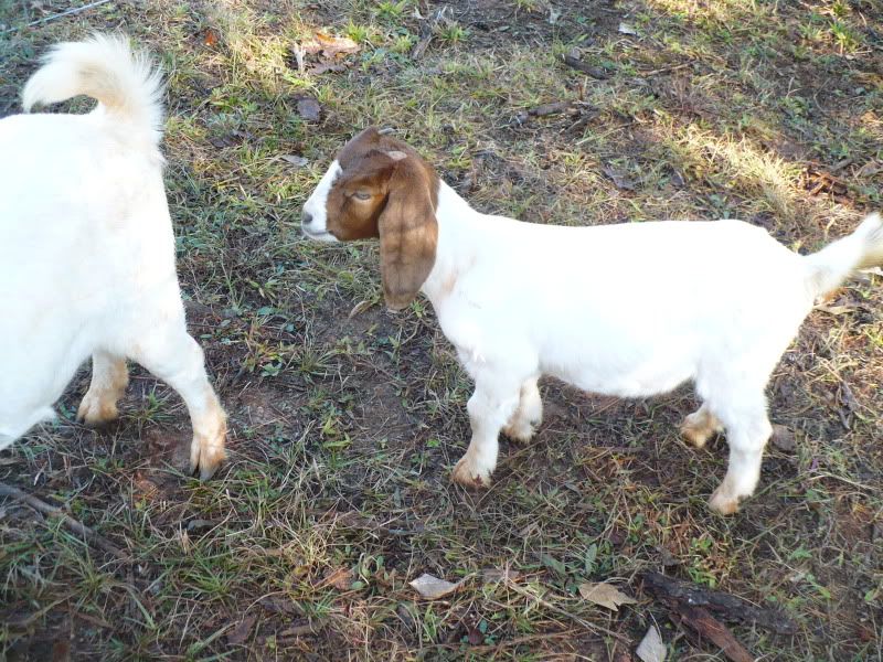 Some pics of the Birthday Goats. - Goats