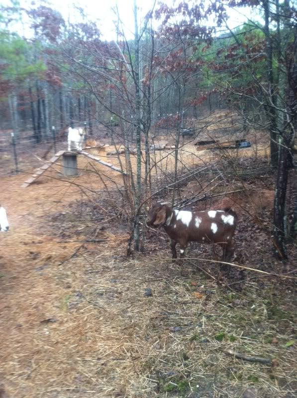 Introducing a new goat to the herd. - Goats