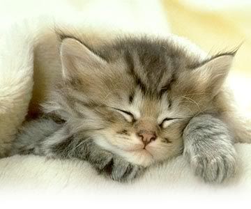 cat sleep Pictures, Images and Photos