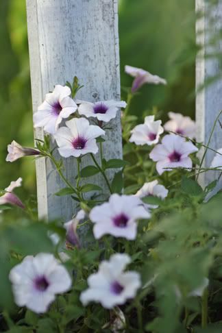 IMAGE: http://img.photobucket.com/albums/v216/MVines/IMG_3150_edited-1.jpg