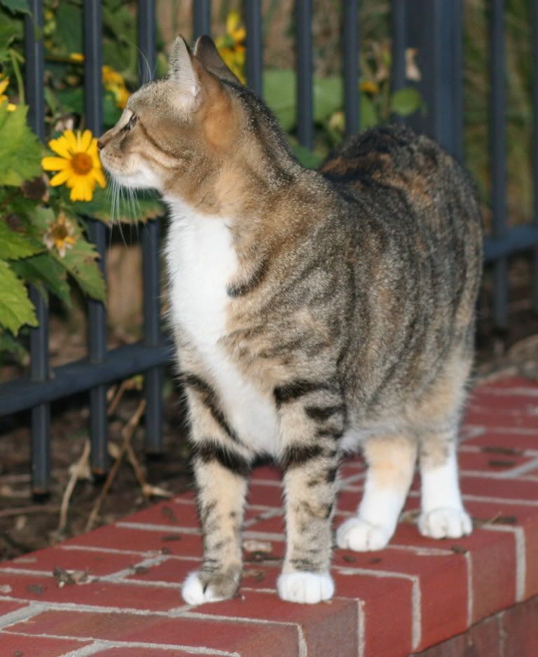 IMAGE: http://img.photobucket.com/albums/v216/MVines/catflower.jpg