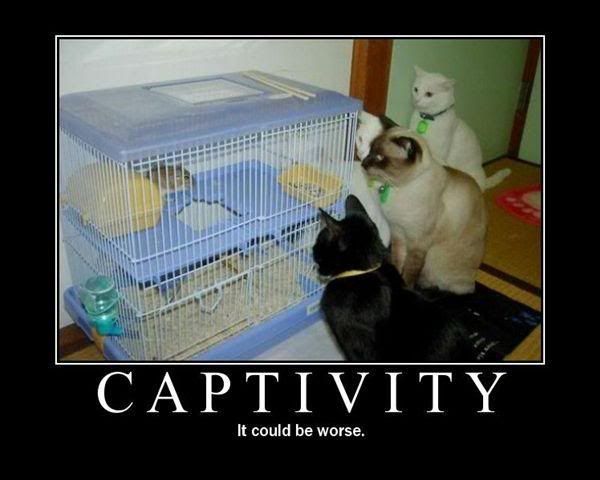 Poster-Captivity.jpg