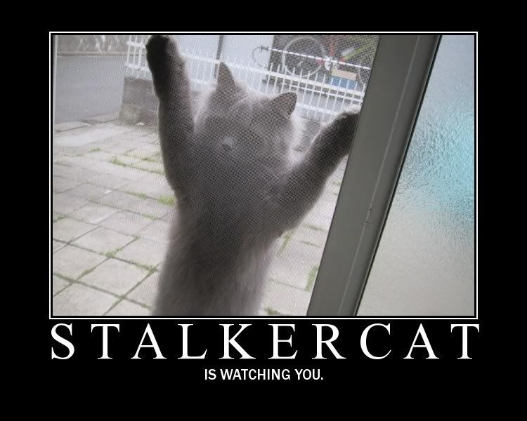 Poster-Stalkercat-2.jpg