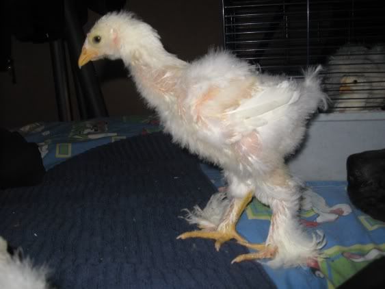 forum naken kycklingar