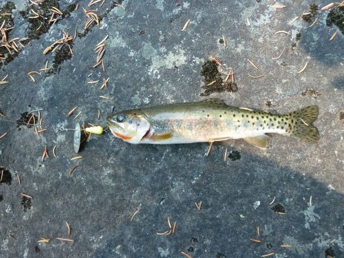 Rainbow trout thesis 08 picture