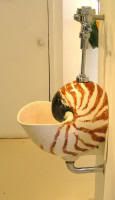 Nautilus Shell Urinal - 17