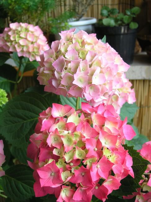 Hydrangea2005.jpg