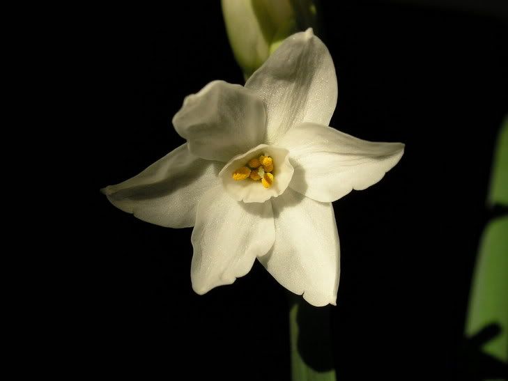 Narcissustazettaziva.jpg