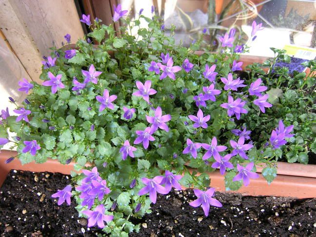 Campanula_carpatica.jpg