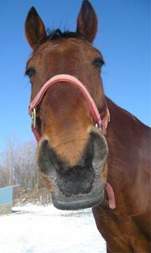 Standardbred Nose!
