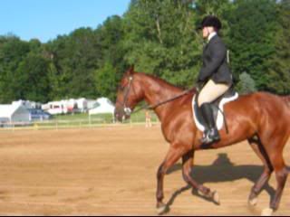 We like to call this a Standardbred Canter.. ha