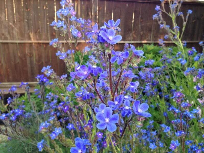 Achusa Dropmore 1 photo Anchusa_Dropmore.jpg