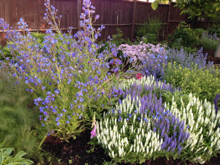 Achusa Dropmore 2 photo Anchusa_Dropmore2.jpg