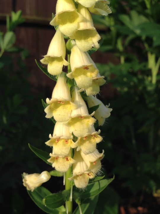  photo Digitalis_A.jpg