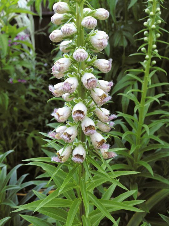  photo Digitalis_B1.jpg