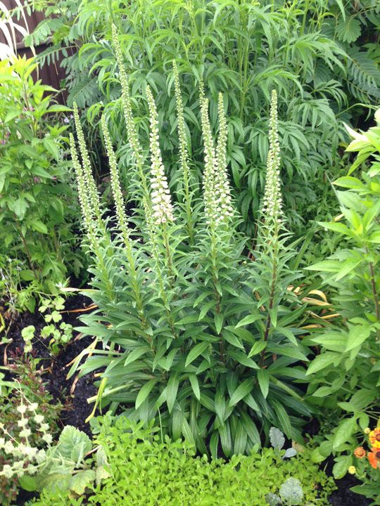  photo Digitalis_B2.jpg