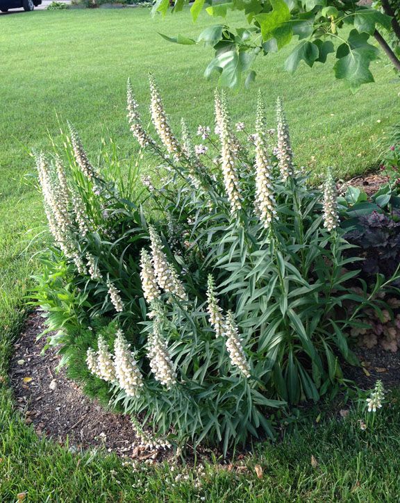  photo Digitalis_Lanata.jpg