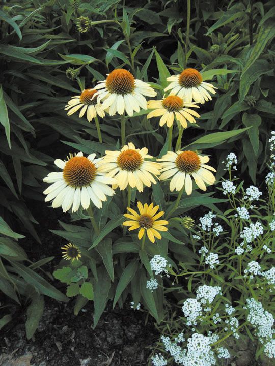  photo Ech_Cleopatra_2014_2.jpg