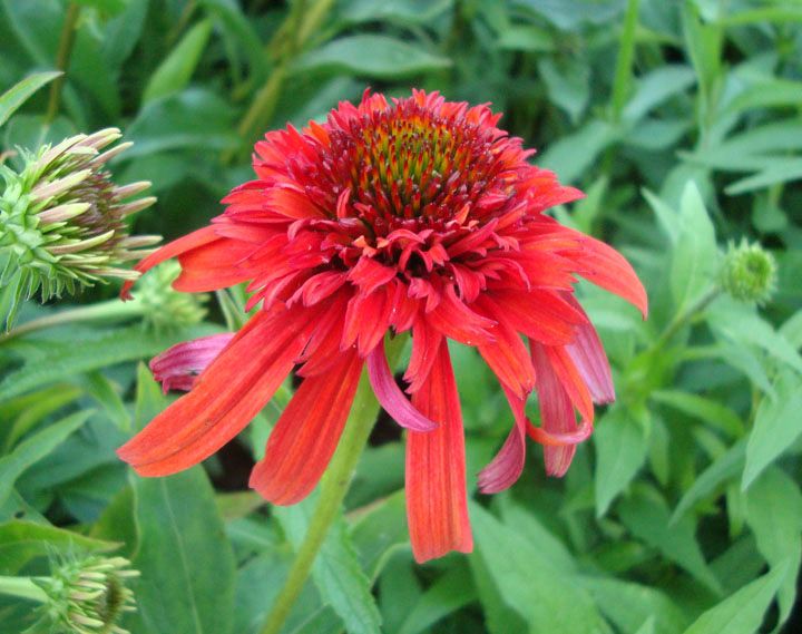  photo Ech_HotPapaya_2014_1.jpg