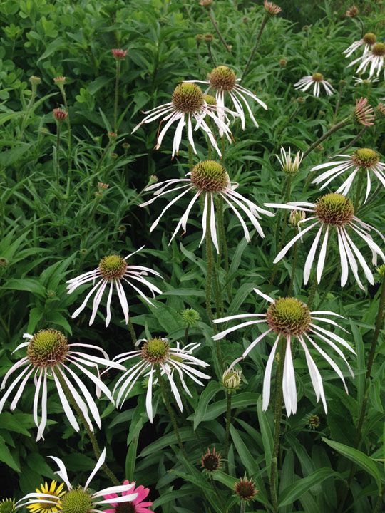  photo Ech_HulaDancer_2014_4.jpg