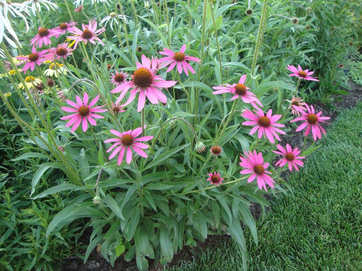  photo Ech_PowWow_2014_1.jpg